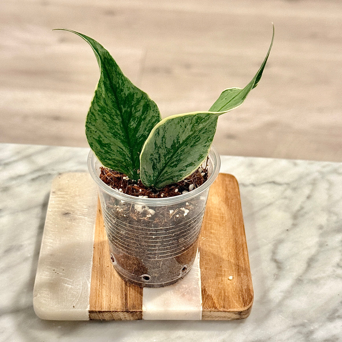 Hoya polyneura 'Diem Fairy Queen' (albo silver) #2