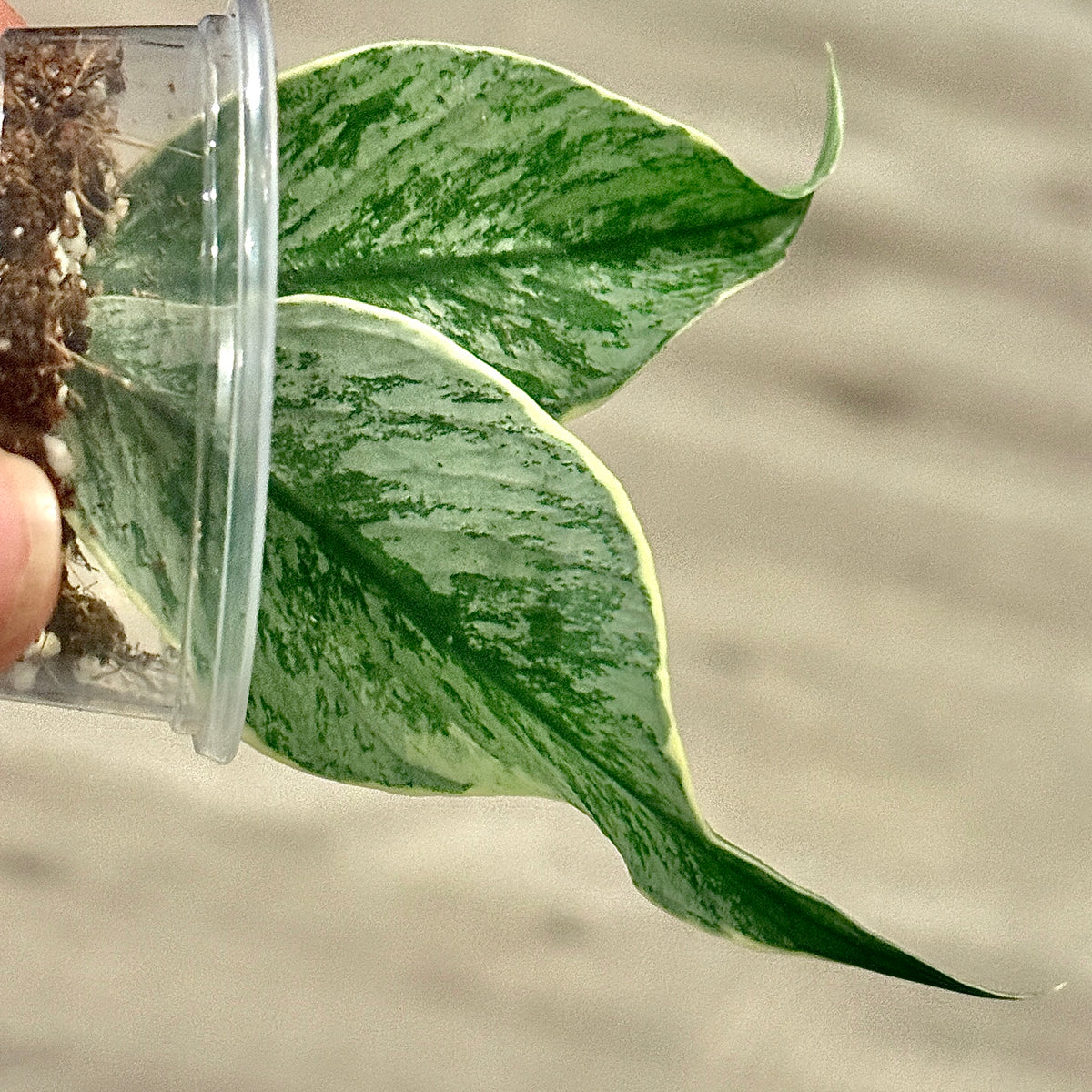 Hoya polyneura 'Diem Fairy Queen' (albo silver) #2