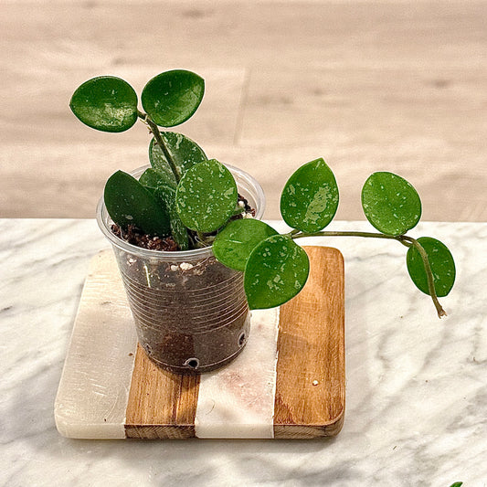 Hoya Mathilde Silver splash #2