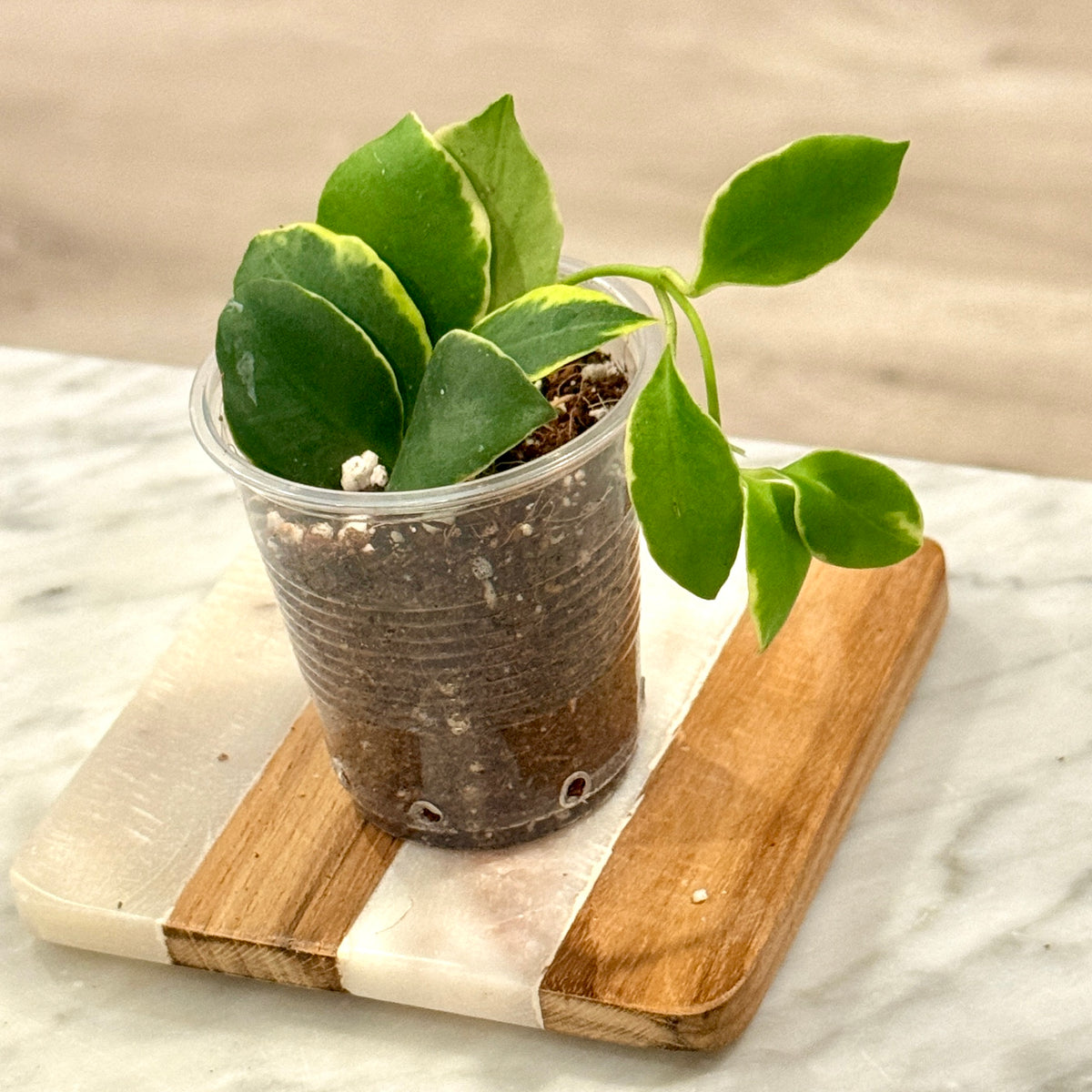 Hoya Heuschkeliana Albomarginata #1
