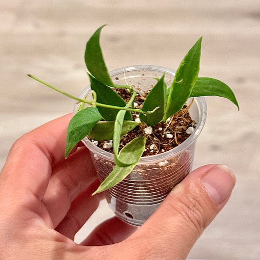 Hoya Tsangii Albomarginata