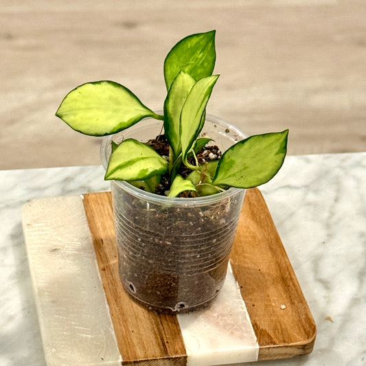 Hoya Heuschkeliana variegated #1