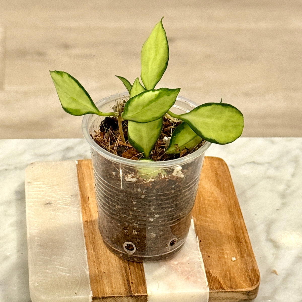 Hoya Heuschkeliana variegated #2