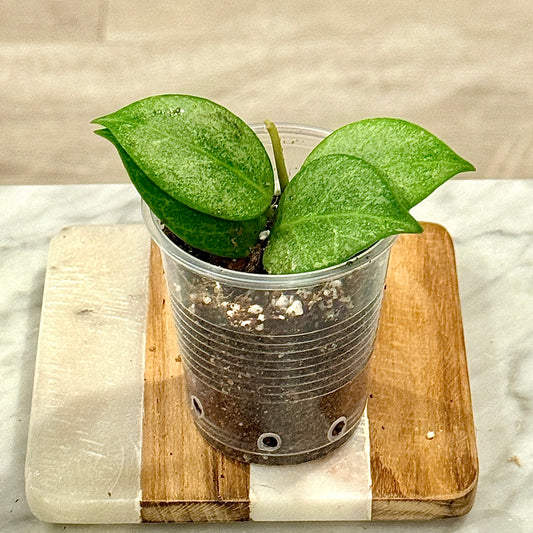Hoya Obscura Silver #2