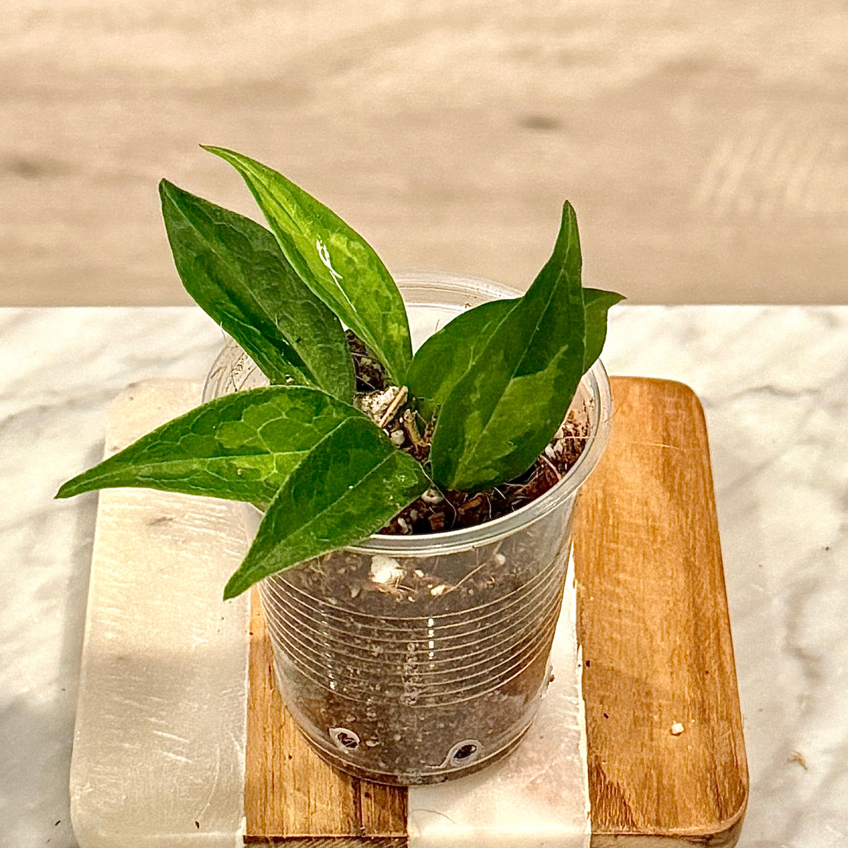 Hoya Dennisii Frida #3