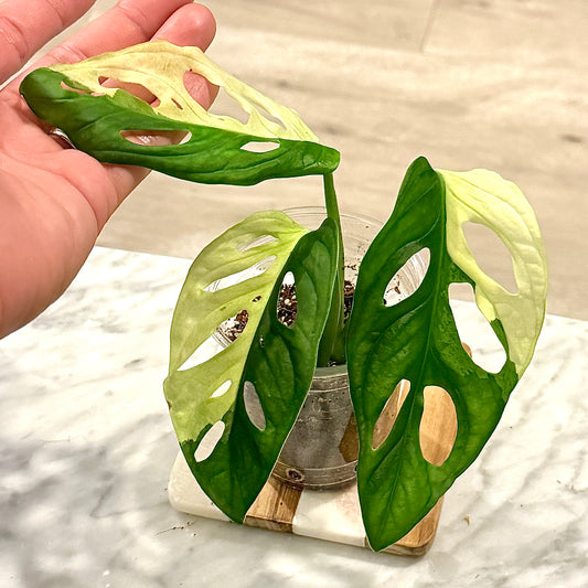 Monstera Adansonii Albo