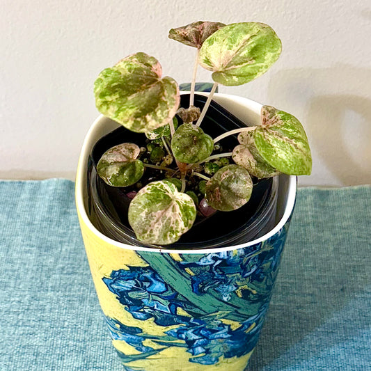 Peperomia Pink Marble