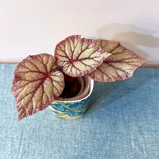 Begonia Ka - Хамелеон