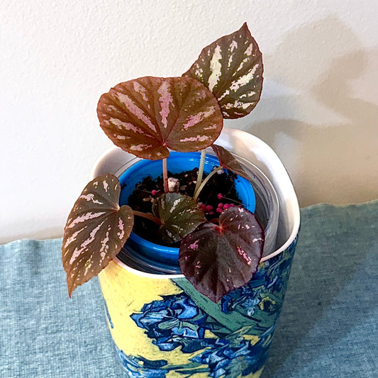 Begonia Candy Stripes