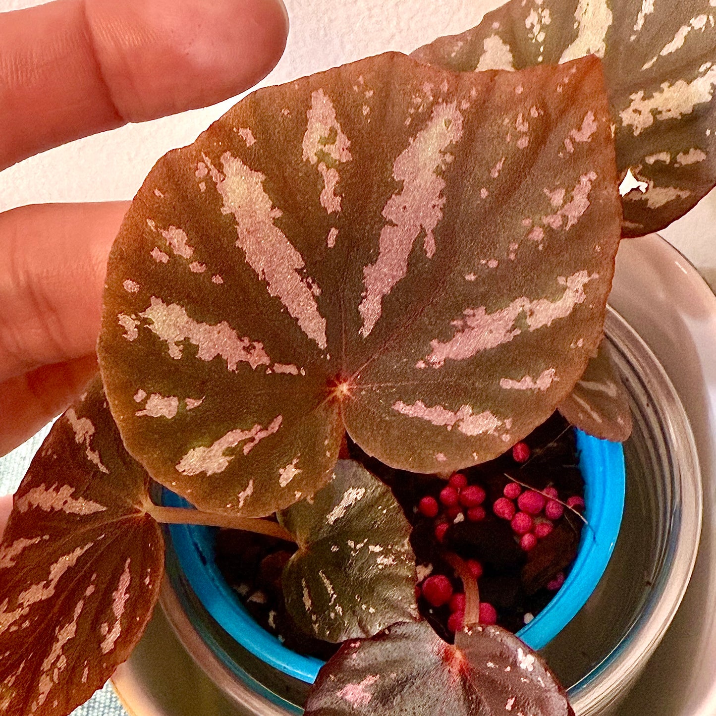 Begonia Candy Stripes