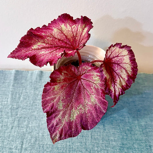 Begonia DS- Bird of Paradise