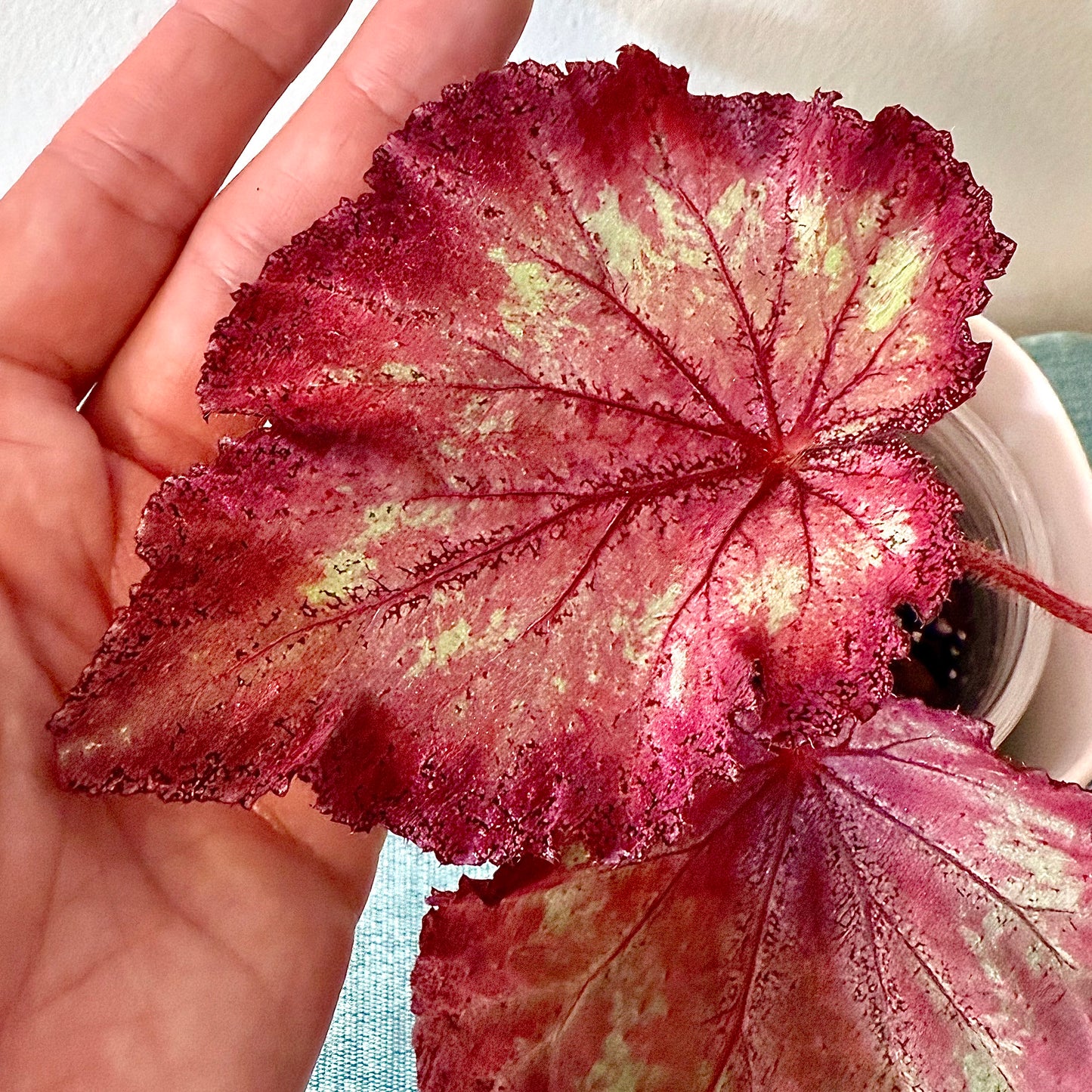 Begonia DS- Bird of Paradise