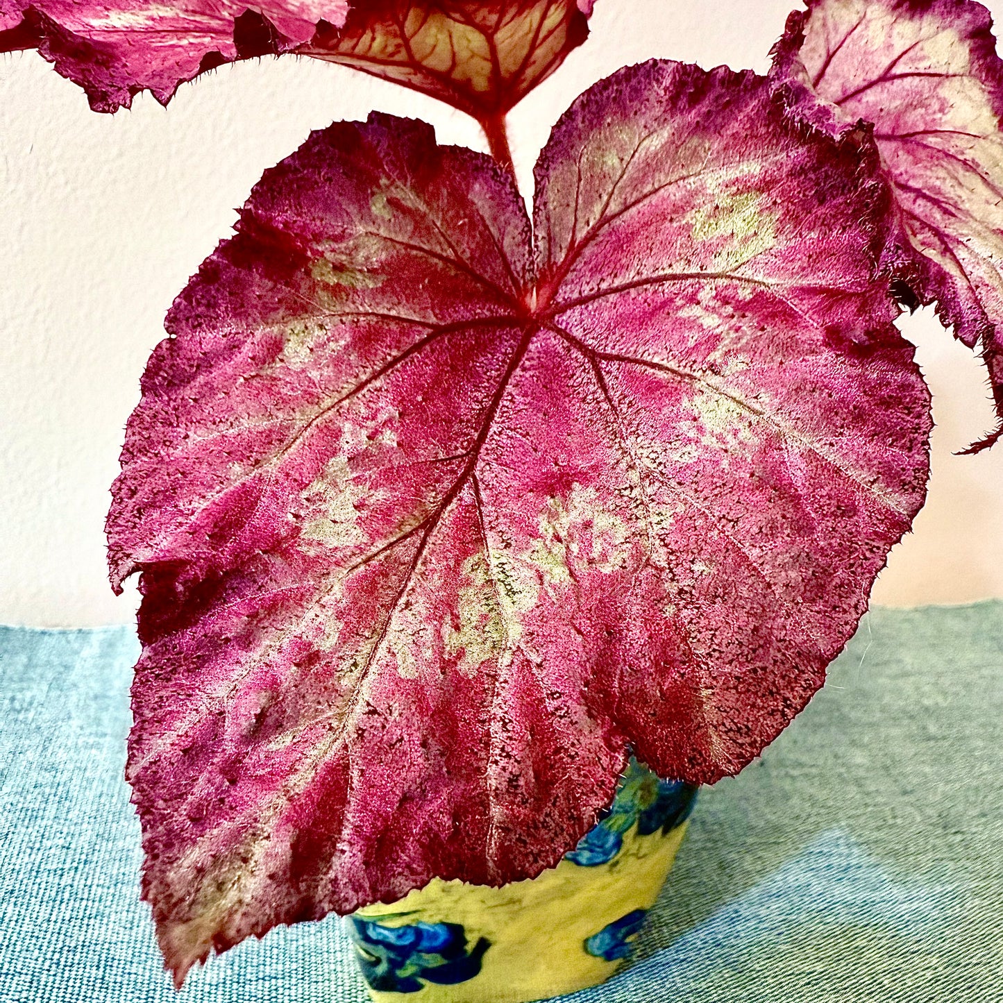Begonia DS- Bird of Paradise