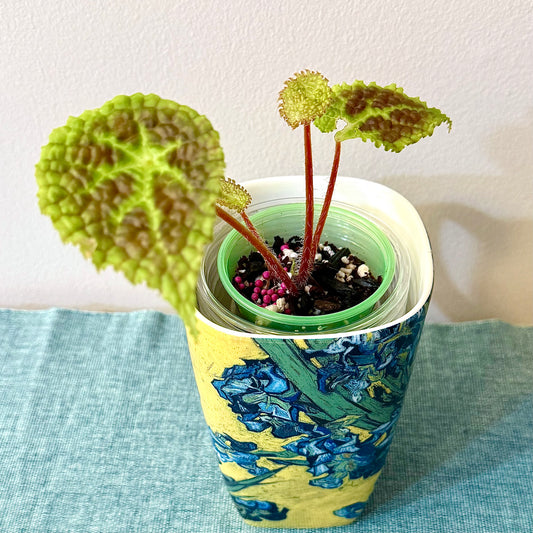 Begonia Staudtii x Microsperma