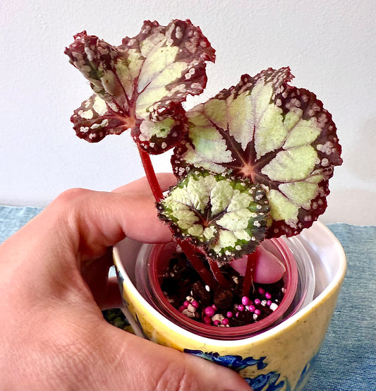 Begonia DS- Dolche Vita