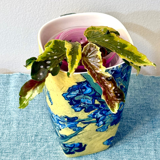 Begonia Dainty Spray Sport #1