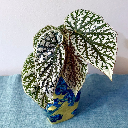 Begonia Snow Capped
