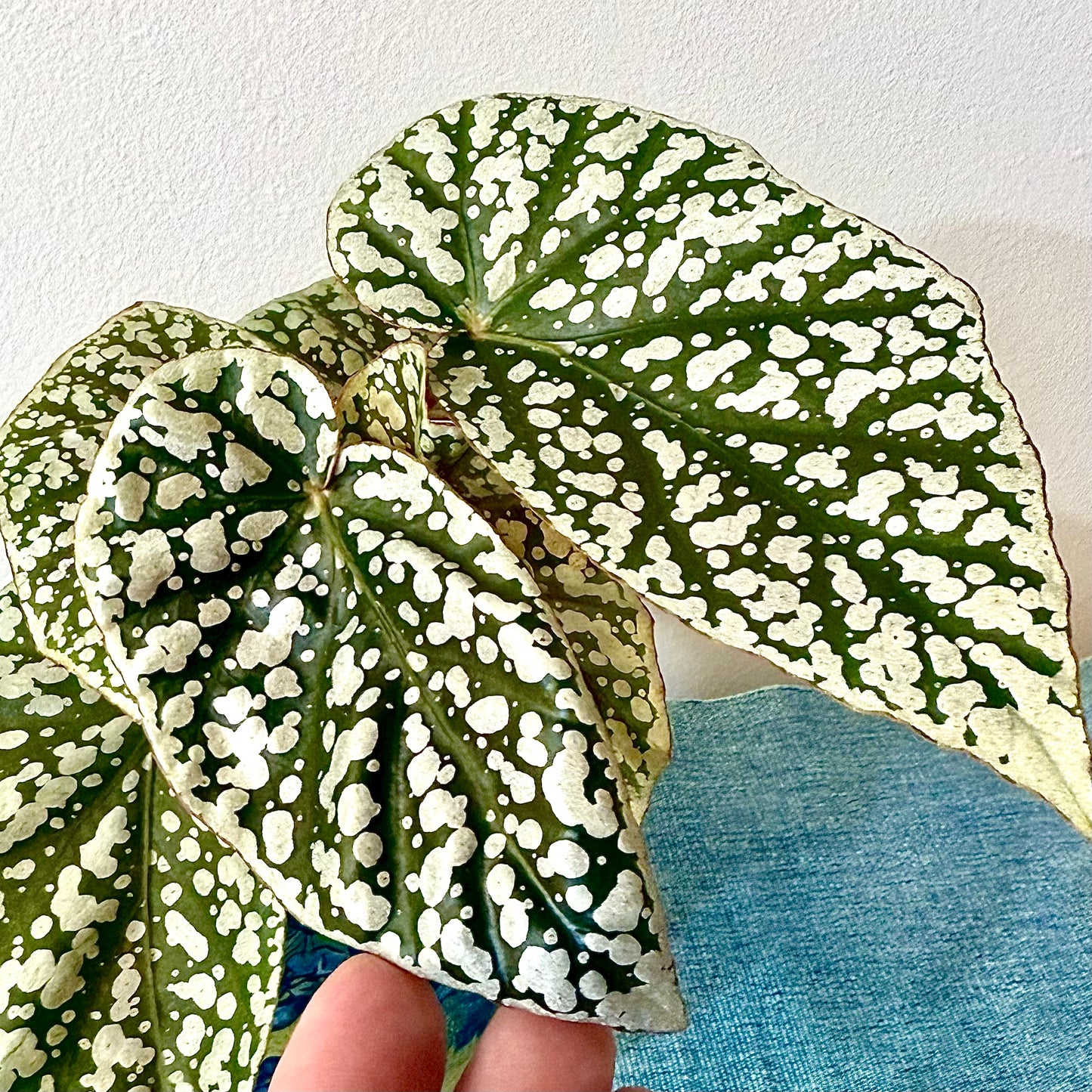 Begonia Snow Capped