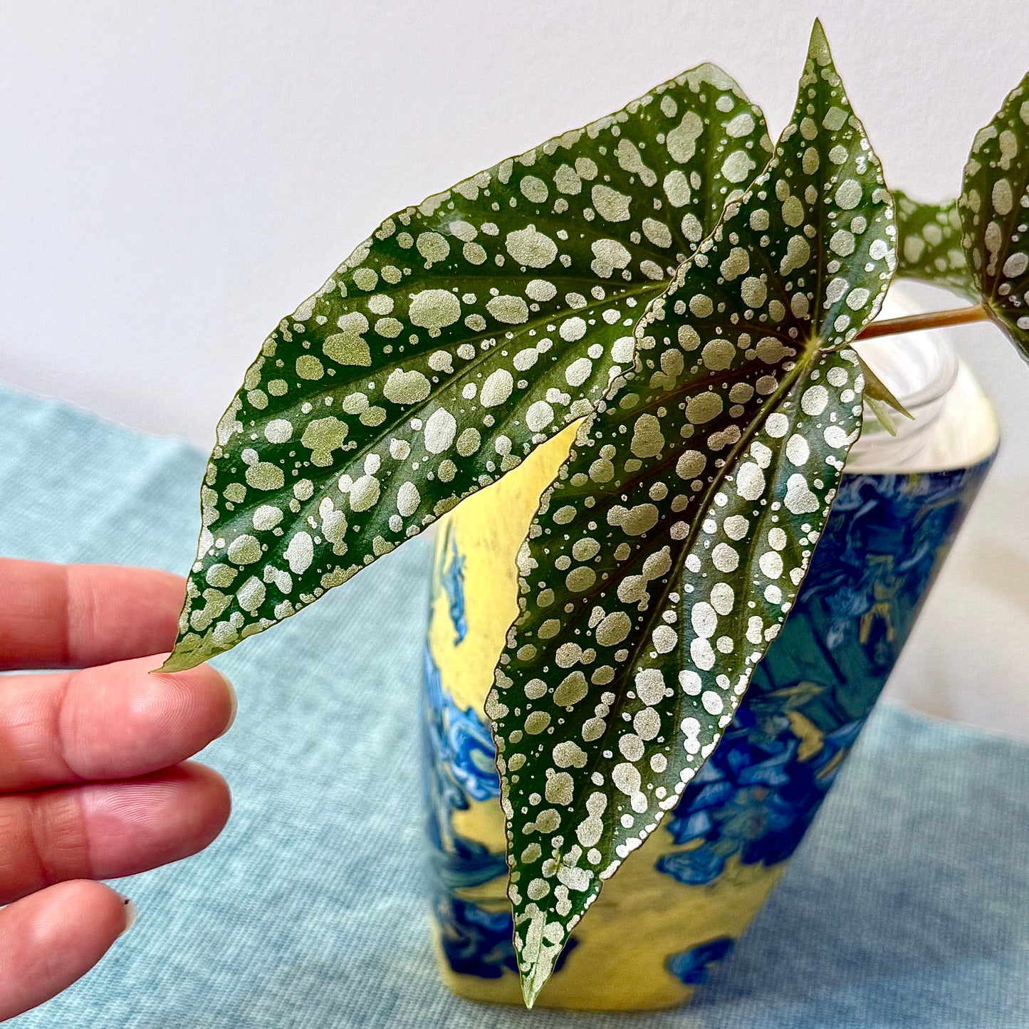 Begonia White ice