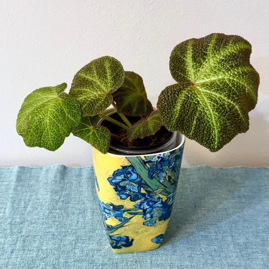 Begonia Solimutata