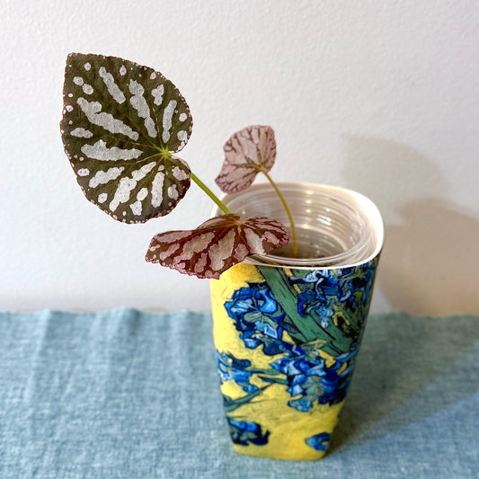Begonia Silver Dollar