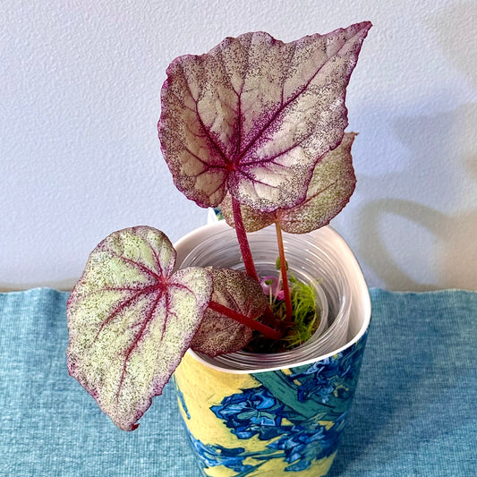 Begonia Ella Marguerite #1