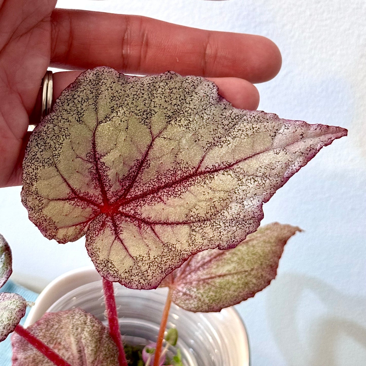 Begonia Ella Marguerite #1