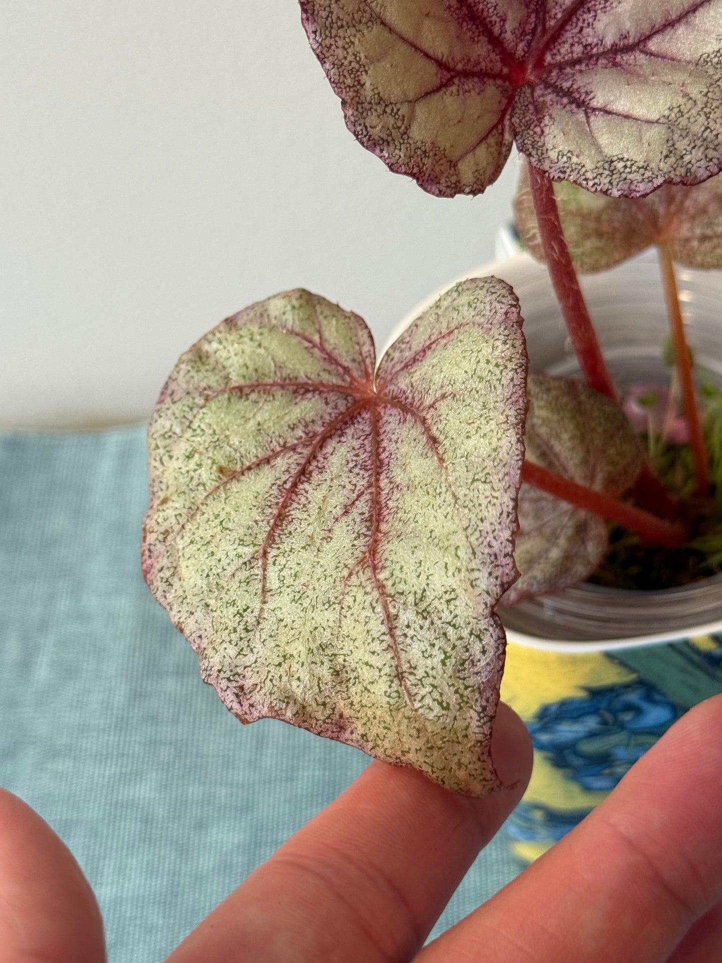 Begonia Ella Marguerite #1