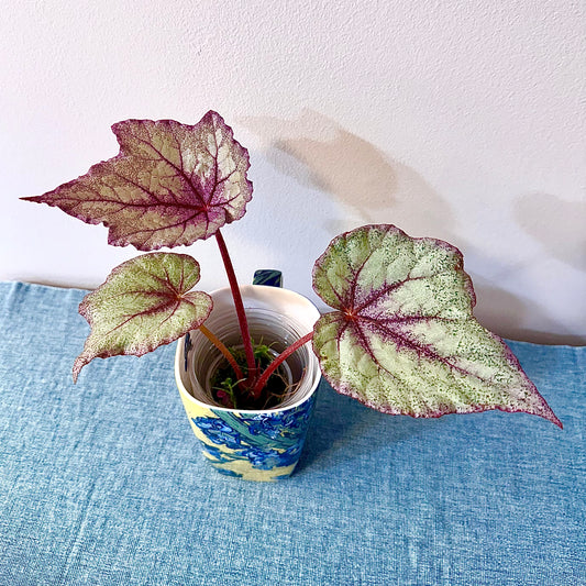 Begonia Ella Marguerite #2