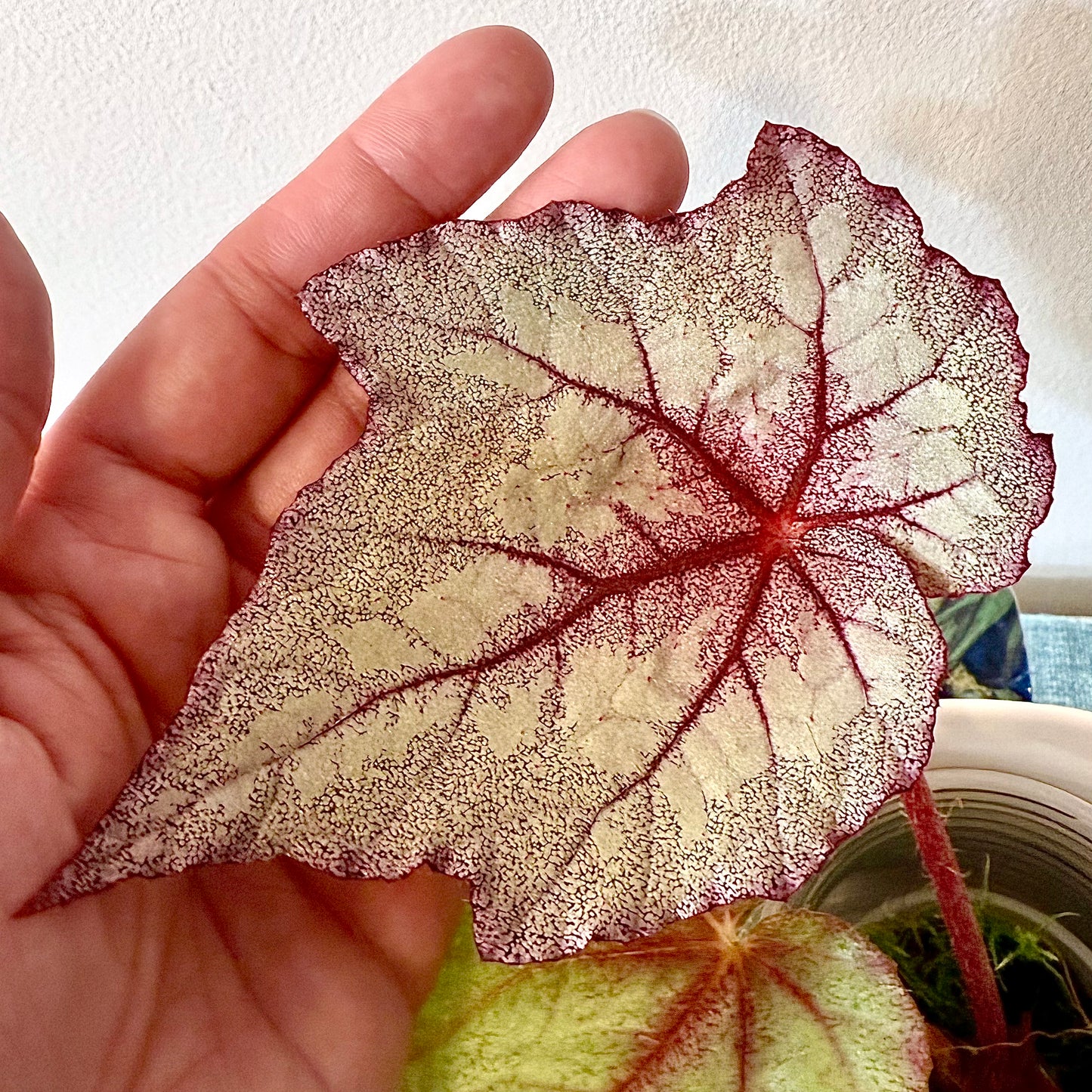 Begonia Ella Marguerite #2