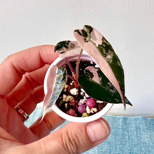Alocasia Bambino Pink #1