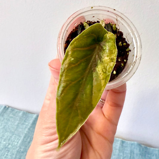 Alocasia Azlanii Aurea Variegated #2