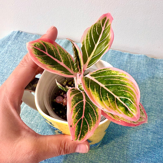Aglaonema Lotus Delight #1