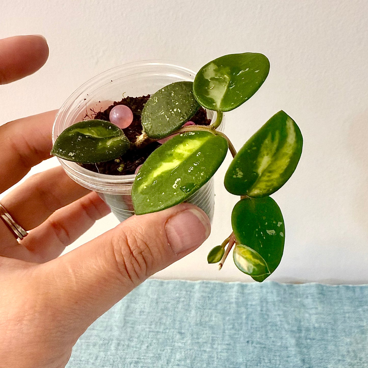 Hoya Mathilde Variegated