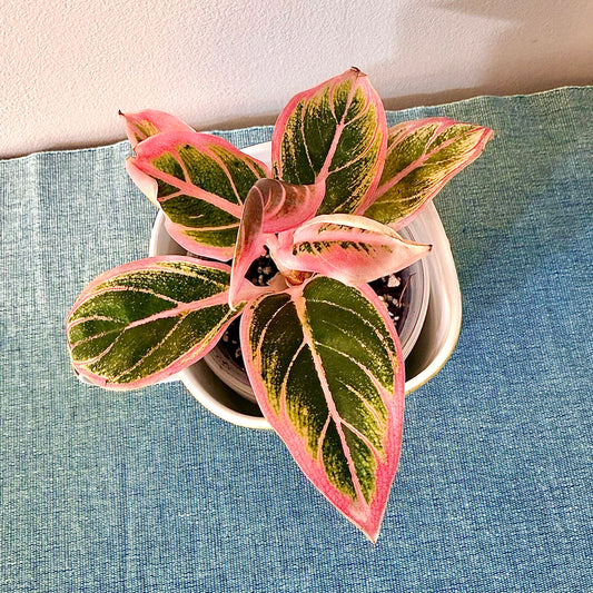 Aglaonema Lotus Delight #2