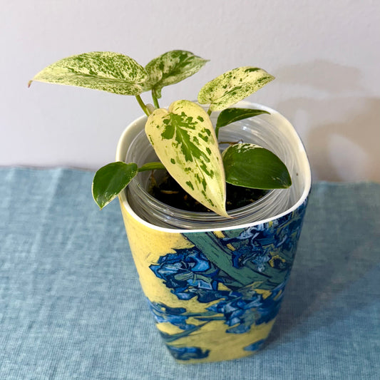 Philodendron Ilsemanii (Kunzo)
