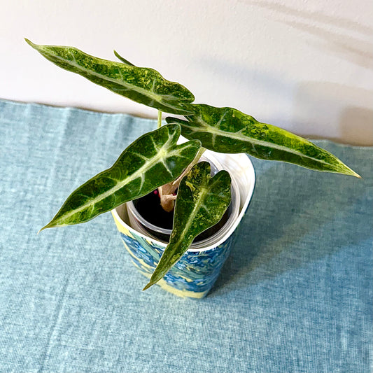 Alocasia Bambino Aurea