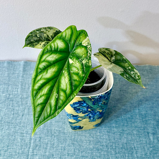 Alocasia Dragon Scale Variegated