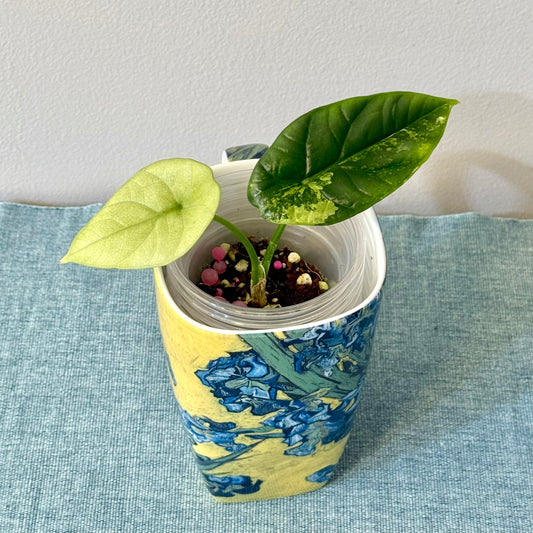 Alocasia Sinuata Albo/Mint