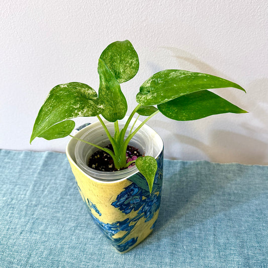 Alocasia Cuculata Albo/ mint #1
