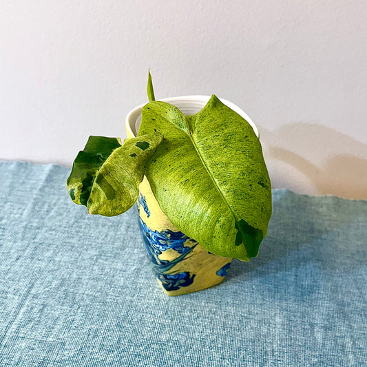 Philodendron Burle Marx Mint