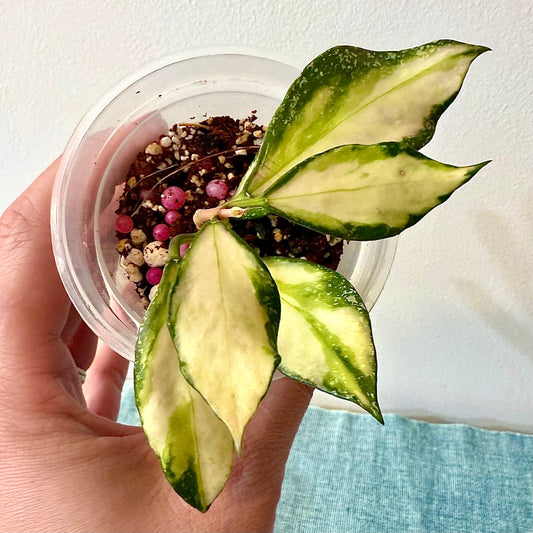 Hoya Nabawanensis Variegated