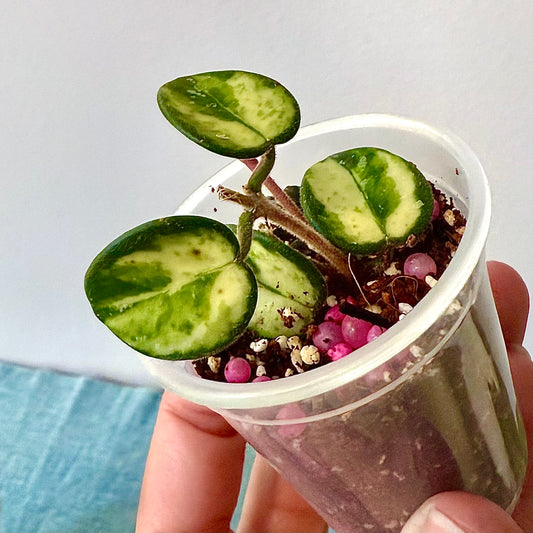 Hoya Mathilde variegated #2 (with peduncle)