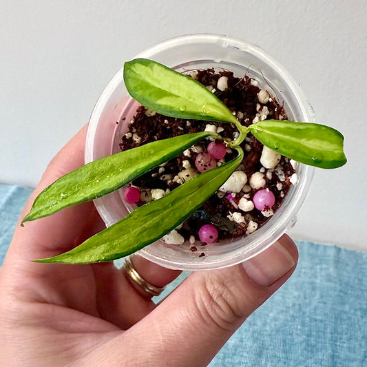 Hoya Yingjiangensis Variegated