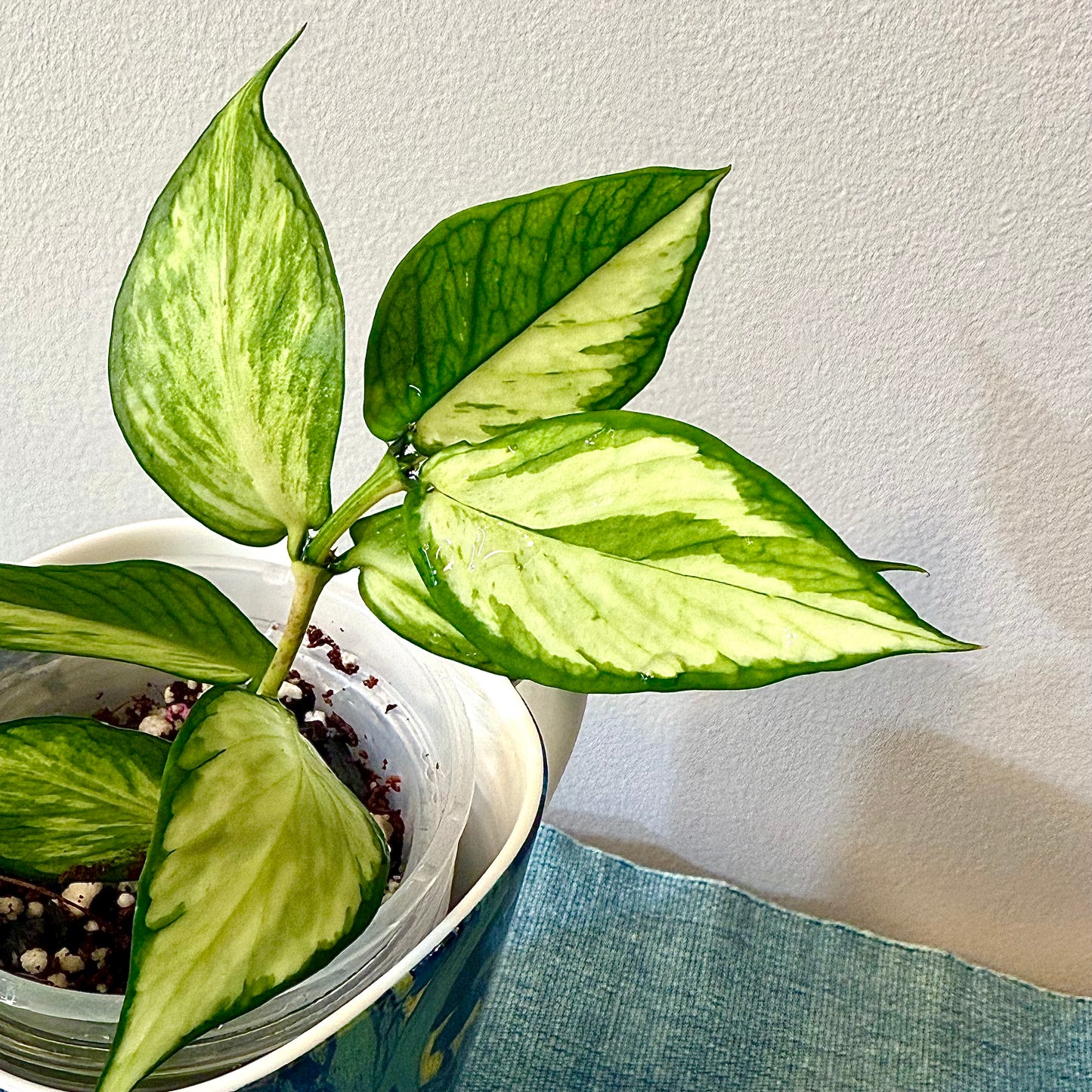 Hoya Polyneura Variegated #1