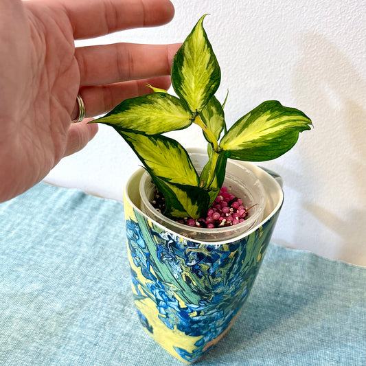 Hoya Polyneura Variegated #2