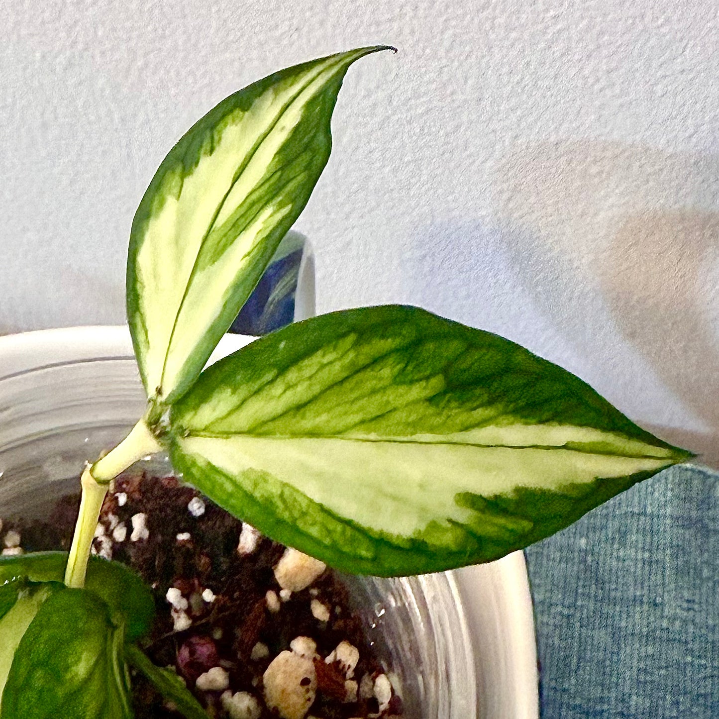 Hoya Polyneura Variegated #3