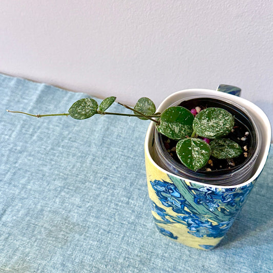 Hoya Mathilde Silver Splash #1 (3 grow points)