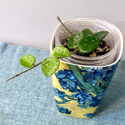 Hoya Mathilde Silver Splash #2 (2 grow points)