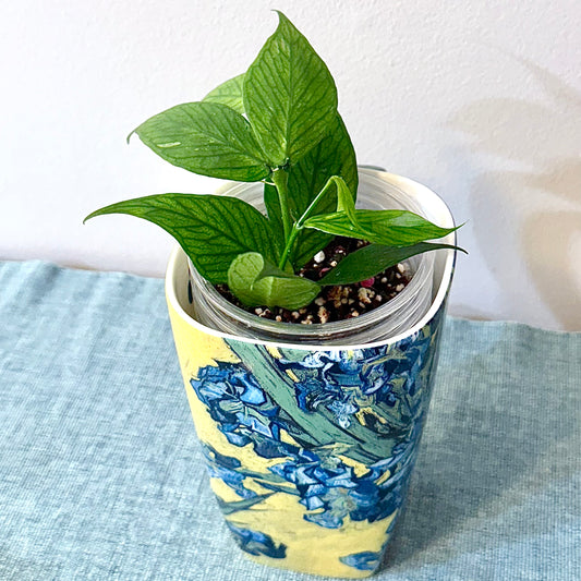 Hoya Polyneura (2 grow points)
